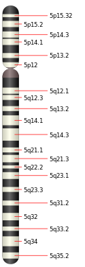 Chromosome 5.svg