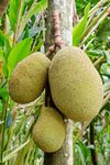 Jackfruit hanging.JPG