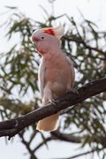 Major Mitchell's Cockatoo (Lophochroa leadbeateri) (8079601633).jpg