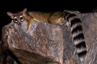 Squaw-ringtail-28073.jpg