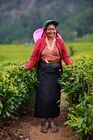 Tea harvester in Sri Lanka