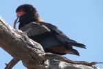 Bateleur delta.JPG