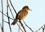 Clamorous reed warbler1.jpg