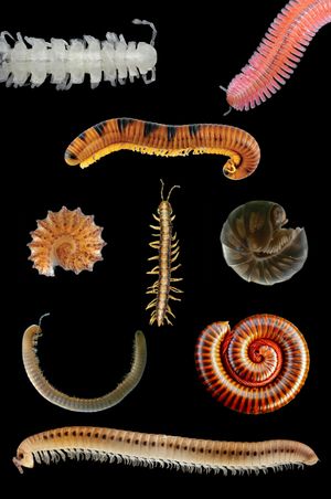 Millipede collage.jpg