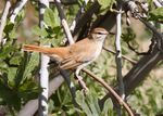 Rufous-tailed scrub robin.jpg