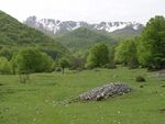 Forest and mountain landscape