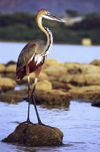 Goliath heron standing cropped.jpg