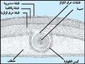 تصغير للنسخة بتاريخ 00:28، 7 سبتمبر 2010