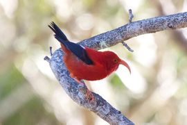 ʻIʻiwi (Vestiaria coccinea), a Hawaiian honeycreeper