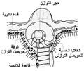 تصغير للنسخة بتاريخ 17:59، 29 مارس 2012