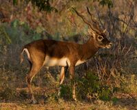 Blackbuck by N A Nazeer.jpg