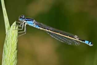 The Western Ghats has 67 species of damselflies