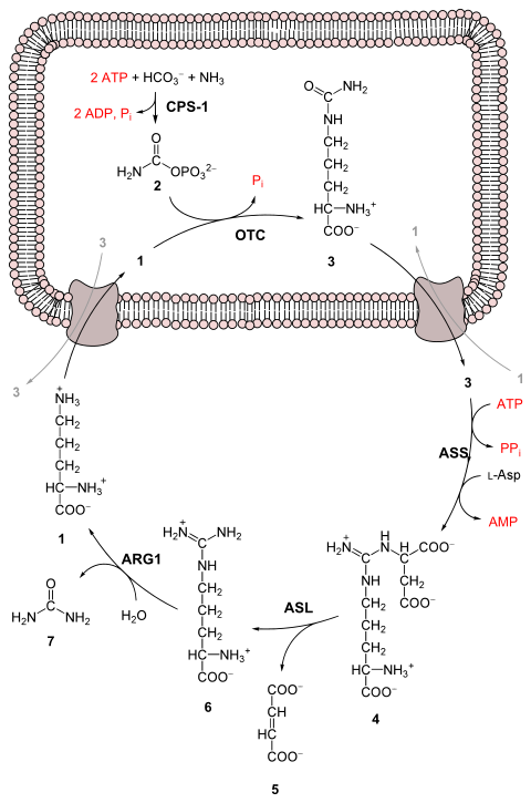 Urea cycle.svg