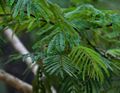 Acacia pennata in Talakona forest, in Chittoor District of Andhra Pradesh, الهند.