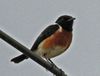 African Stonechat RWD.jpg