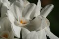Narcissus papyraceus 'Paperwhite'