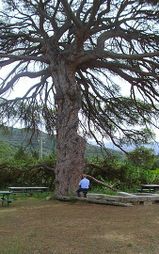 Very old pine in Fluminimaggiore, Sardinia, Italy