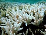 قطاع من الجدار المرجاني الكبير في أستراليا.