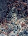 Tight anticline in the Wills Creek Formation, Pennsylvania