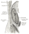 Sagittal section through posterior abdominal wall, showing the relations of the capsule of the kidney.