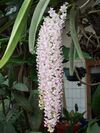 Rhynchostylis retusa, West Java.jpg