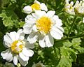 Tanacetum parthenium Blüten.JPG