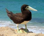 Brown booby.jpg