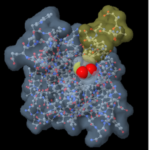 Jmol three-dimensional structure rendering of streptavidin