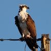 Osprey-27527-1.jpg