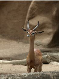 Sable-Antelope.jpg