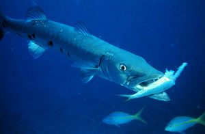 Barracuda with prey.jpg