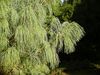 Bhutan pine foliage.JPG