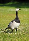 Branta leucopsis -standing in a field-8.jpg