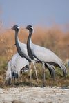 Demoiselle Cranes at Tal Chappar.jpg