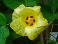 Gossypium herbaceum 002.JPG