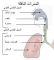 تصغير للنسخة بتاريخ 11:32، 25 مايو 2008