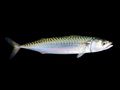 Atlantic Mackerel