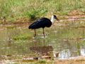 Wooly necked stork 1.jpg