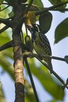 Yellow-spotted Barbet - Ghana S4E1896 (16382665796).jpg