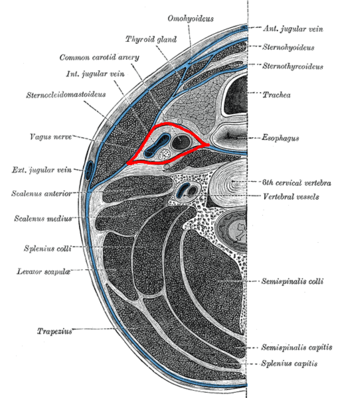 Carotid sheath.PNG