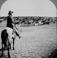 Cattle herd and cowboy, c. 1902