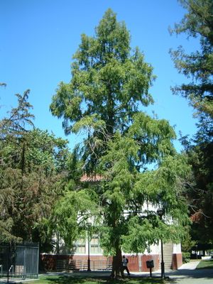 SJSU Dawn Redwood.JPG