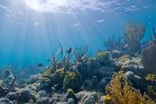 Biscayne underwater NPS1.jpg