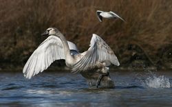 Höckerschwan Cygnus olor 7b Richard Bartz.jpg