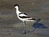 Pied Avocet Recurvirostra avosetta.jpg