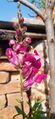 Pink Snapdragon Flower