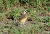 Rosy-patched Bushshrike, Tarangire, Tanzania (8495915092).jpg