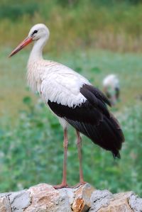 Stork (Palic, Serbia).jpg