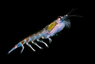 Krill