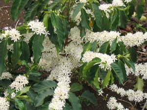 Coffee Flowers.JPG